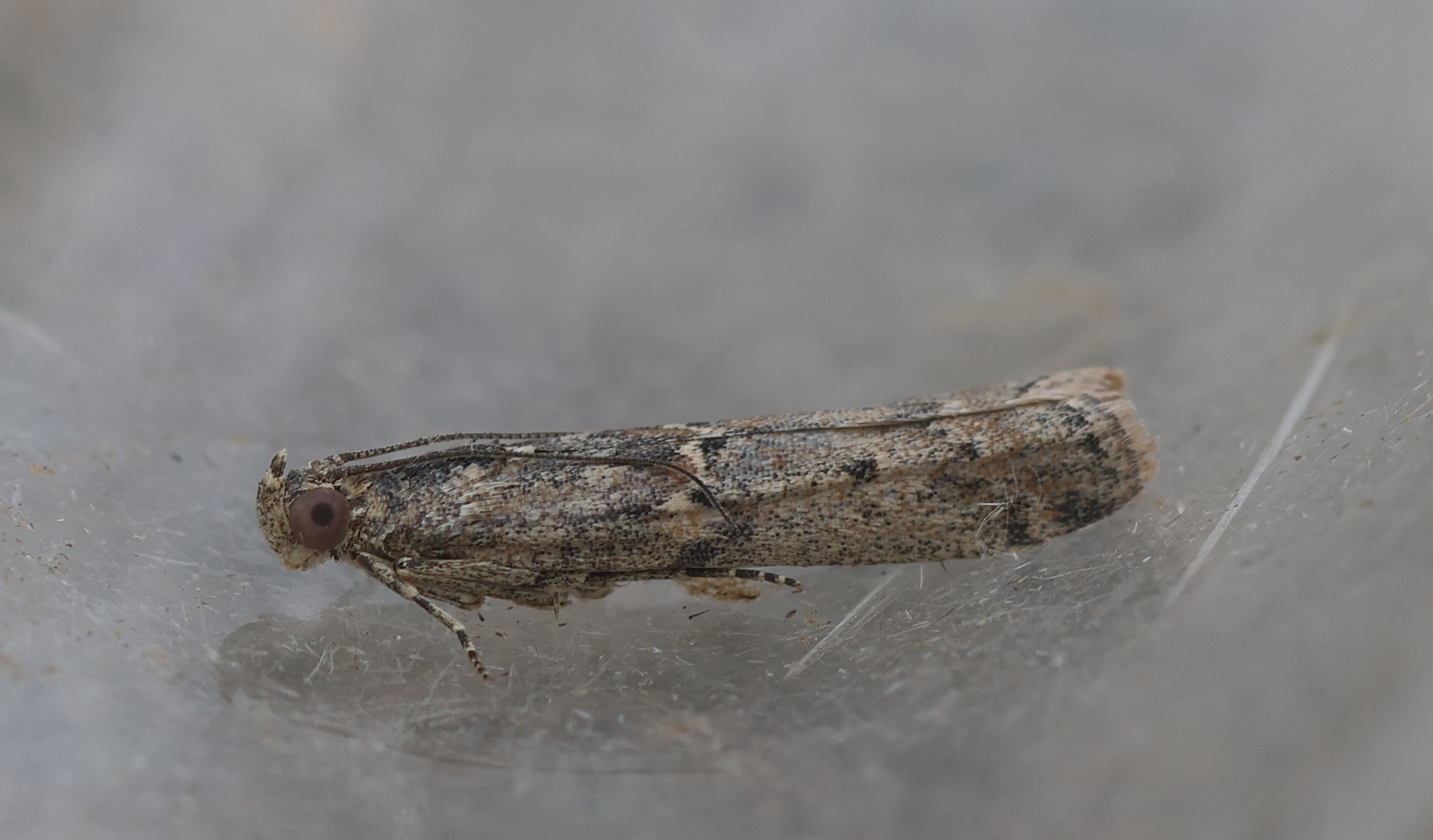 Photo of Saltmarsh Knot-horn (Ancylosis oblitella)